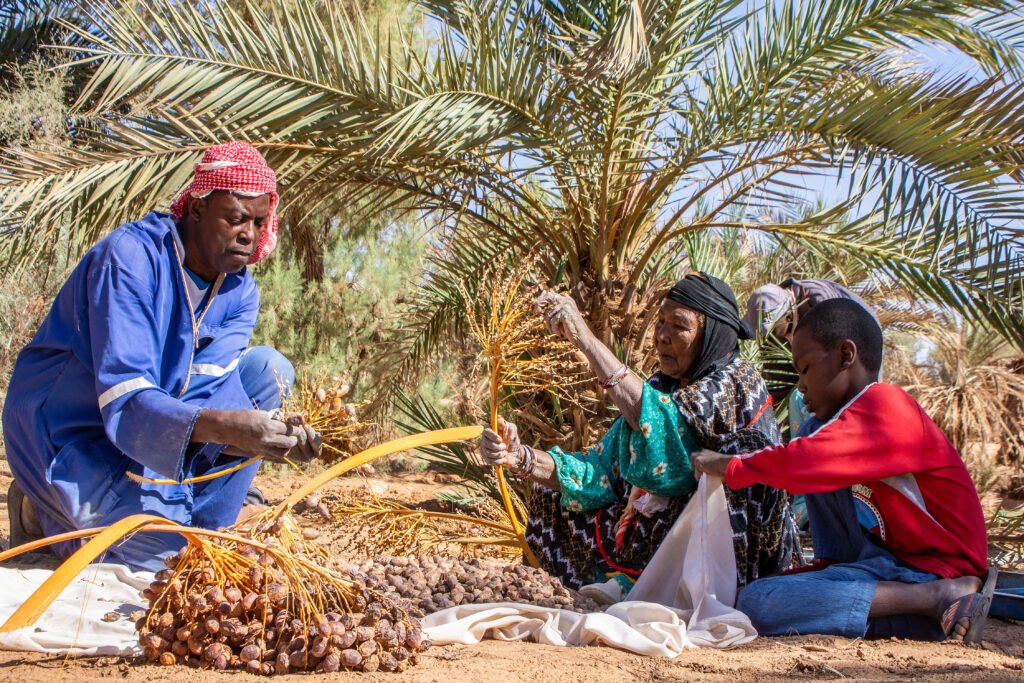 Camel gathering in a cultural event