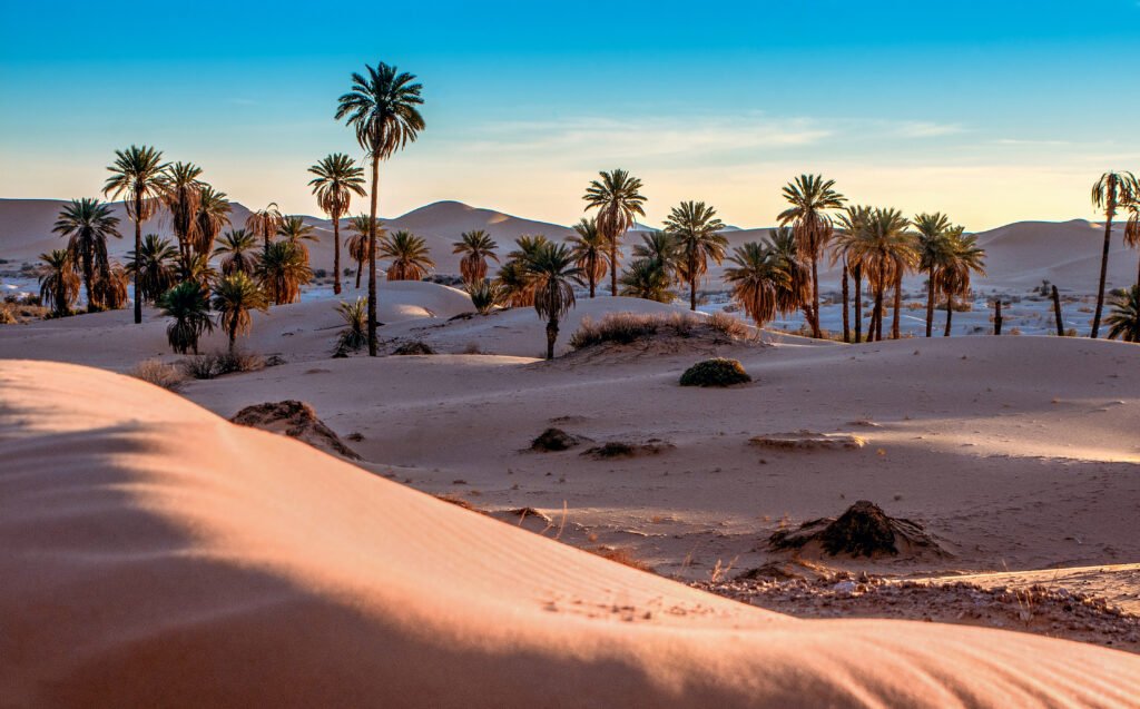 Palm trees scattered across desert dunes