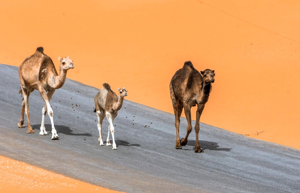 Camels walking across a dune at sunset