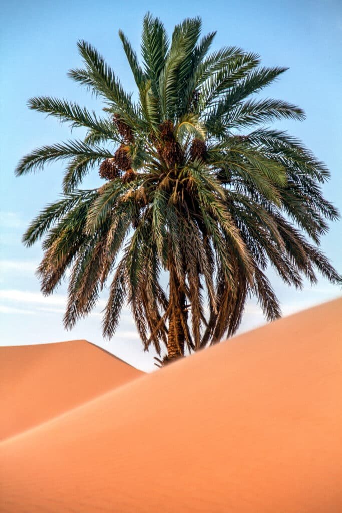 Palm tree rising out of the desert sand